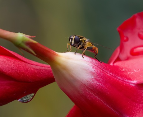 Pendelzweefvlieg in red,,,