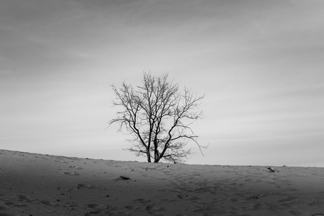 Dune tree