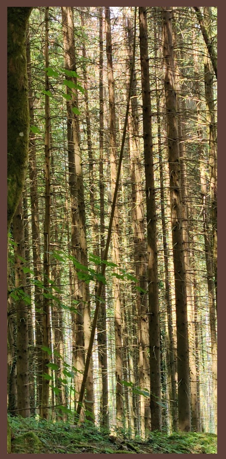 Bomen door het bos...