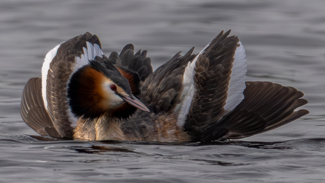 Fuut- Great Crested Grebe
