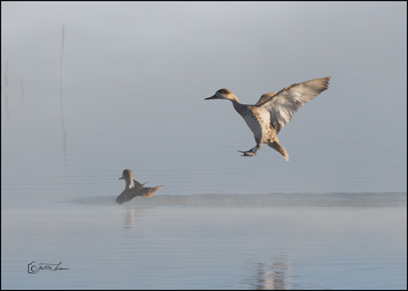 In de mist