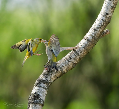 Voerende vogeltjes 