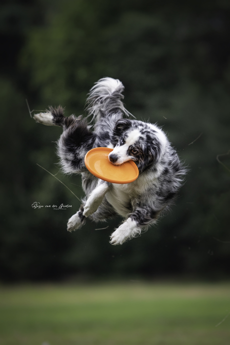 Dog Frisbee