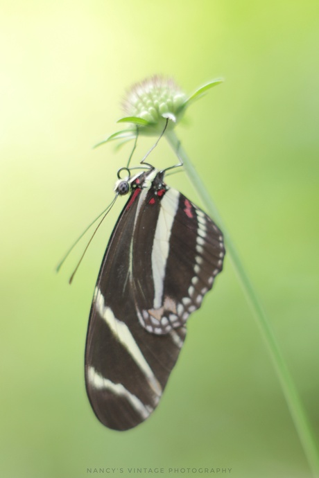 Zebra vlinder 