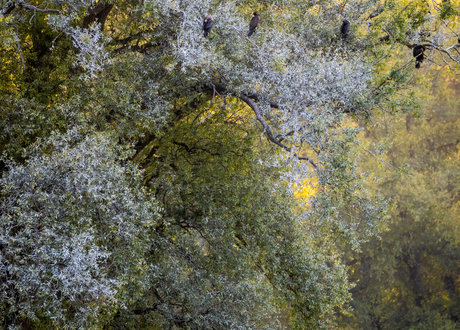 Avondlicht in het bos