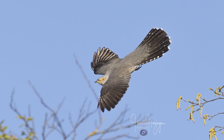 In de vlucht de koekoek 