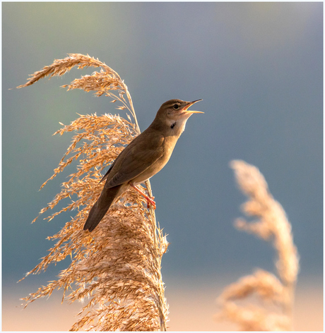 Snor aan het snorren.
