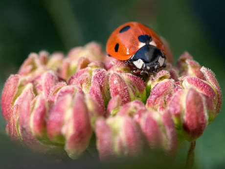 Lief lieveheersbeestje 