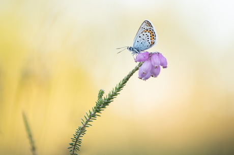 heide blauwtje