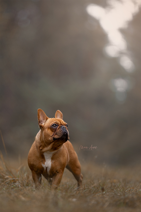 Queen of the forest