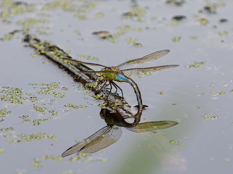Libelle