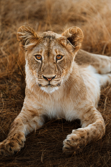 Welp op de Busanga Plains, Zambia