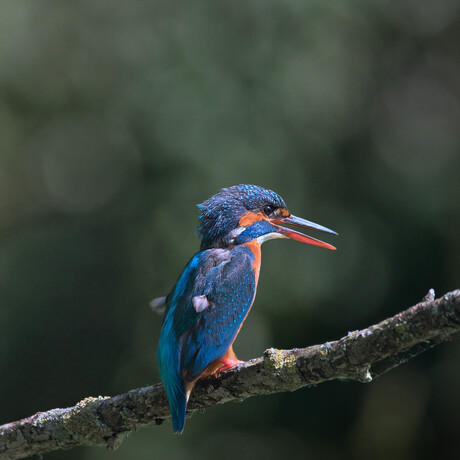 IJsvogel