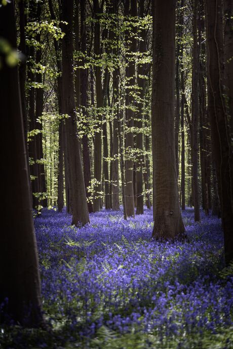 Blue Bells