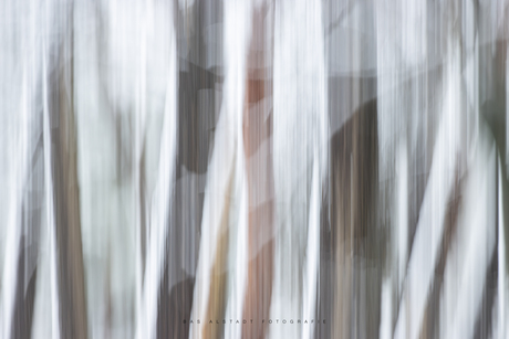 Abstract winterbos