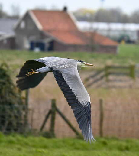 Reiger