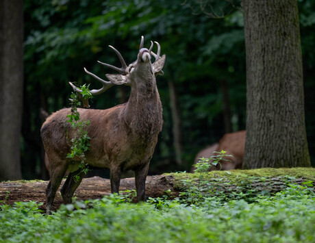 Zeg het met bladeren