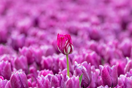 Tulp