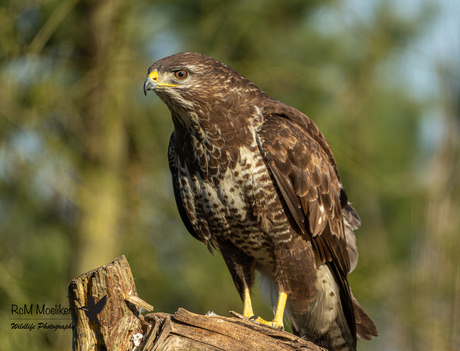 De buizerd.