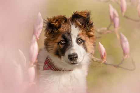 Luca