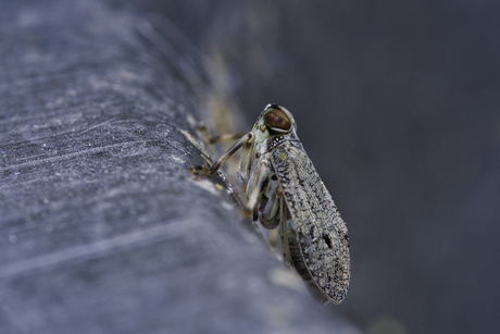 Klimopkevercicade