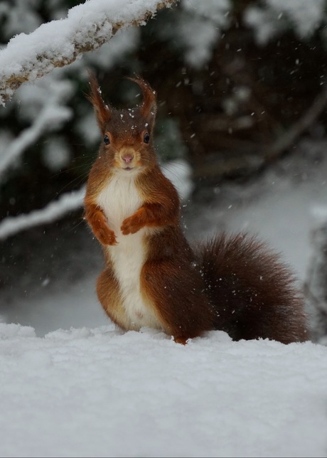 Eekhoorntje Broer is dol op poseren