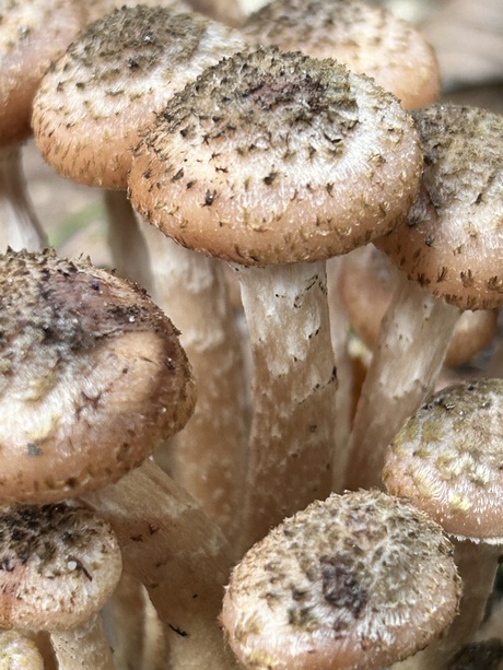 Paddestoelen in de bossen van Malden
