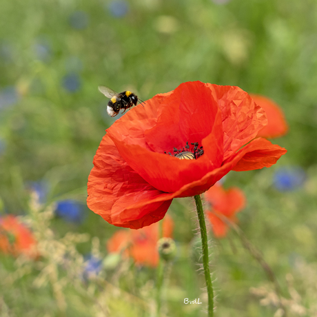 Hommel aan de bommel