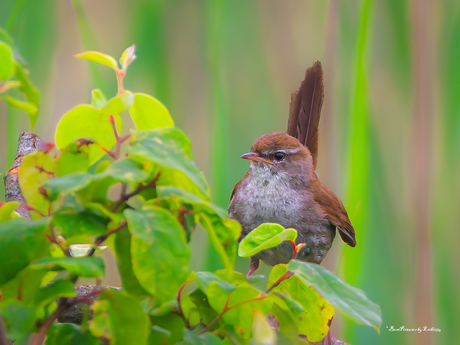 Cetti's Zanger