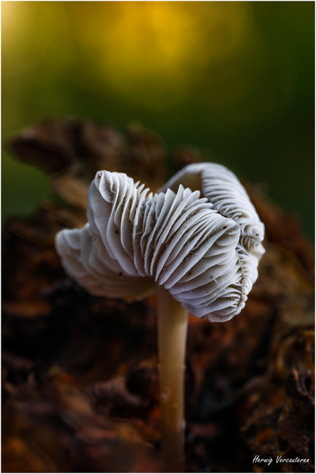Einde van een paddenstoel