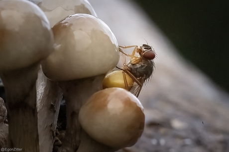 vliegje door de porselein