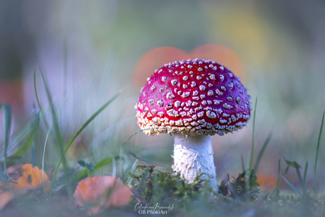 Rood met witte stippen