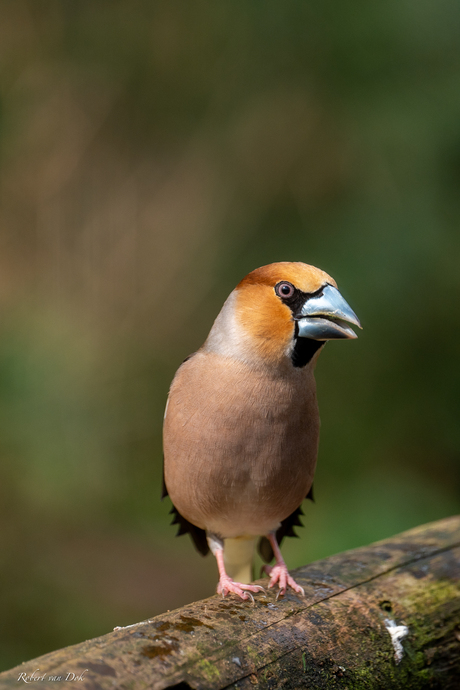 Appelvink 