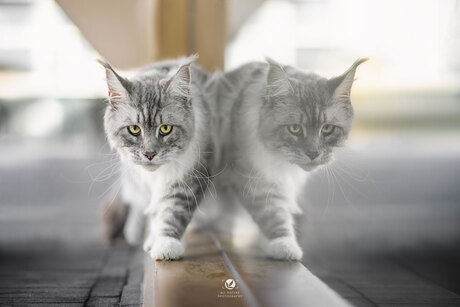 Internationale Kattendag