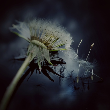 Ontsnapt uit het keurslijf 