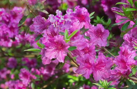 Rhododendron