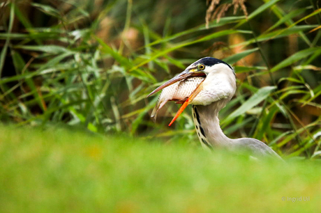 Blauwe reiger met lunch