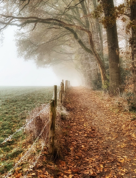 De mist in…….