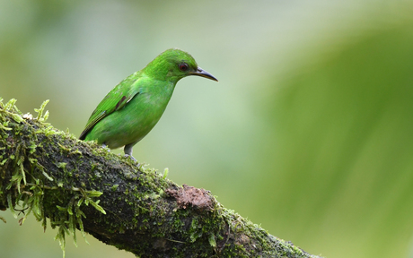 Groene Suikervogel 