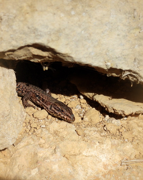 En wie hebben we daar......