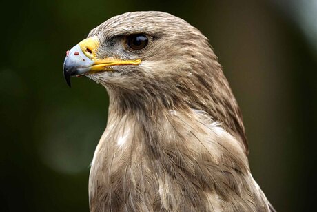 Buizerd