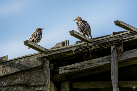 Jonge spreeuwen op een schuur!