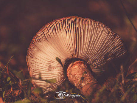 Herfst in het bos