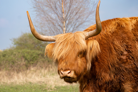 Schotse Hooglander