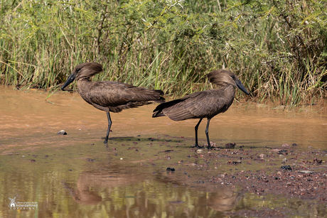 Lake Manyara