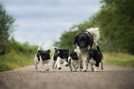 Mila en haar lieve puppies