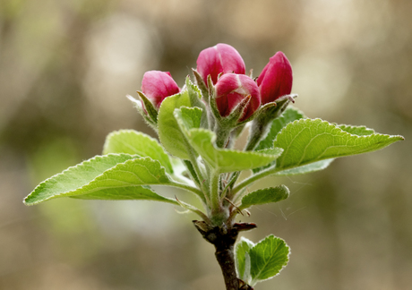 appelbloesem