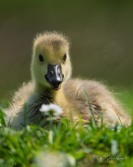 New in this wonderful world. 