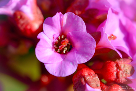 Schoenlappersplant (Bergenia)