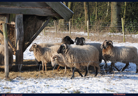 drents heideschaap 1202064275m